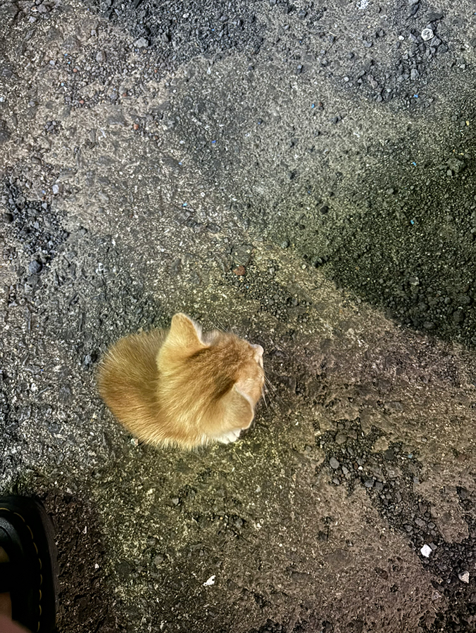 여행객인데 한뼘 크기 새끼고양이를 발견했어요 ㅠㅠ 썸네일