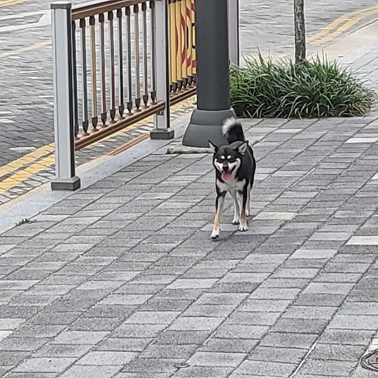 강아지 주인 찾아요 썸네일