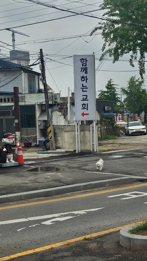 강아지 주인 찾아요 썸네일