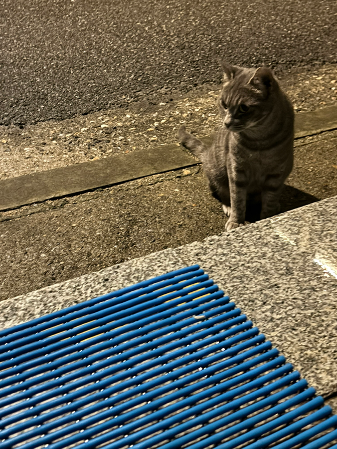 집고양이 같은데 잃어버리신 분? 지금 썸네일