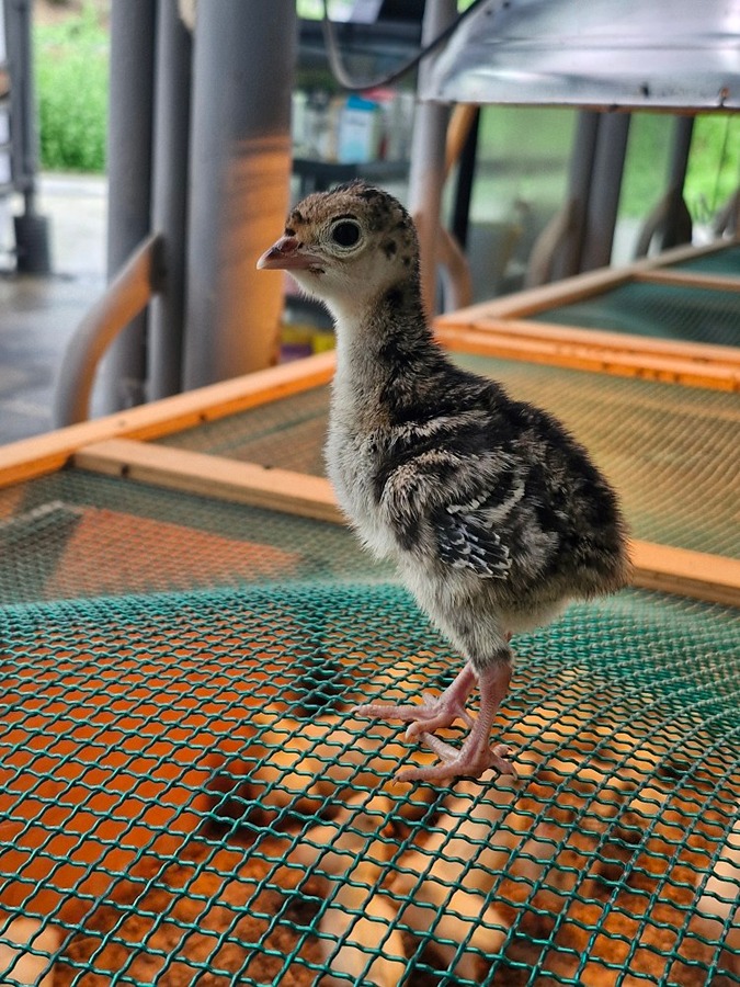 🐣🐥 얘는 누구일까요?... 썸네일