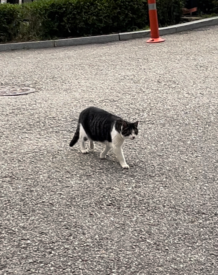 길고양이 썸네일