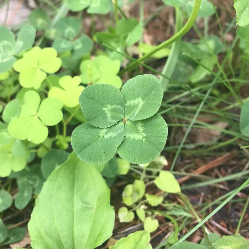 🍀네잎클로버🍀술없는 친목모임 세종시20대 썸네일