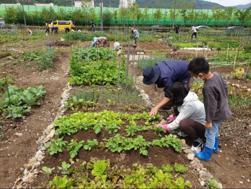 🌶️초보텃밭(공동무료텃밭, 텃밭주) 🌶️