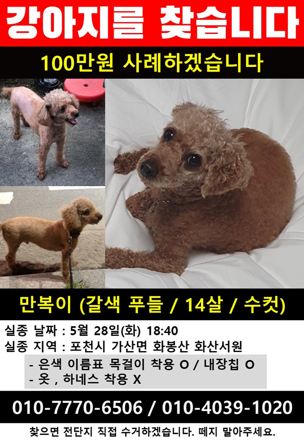 갈색푸들 강아지를 찾습니다. 사례하겠습니다. 썸네일