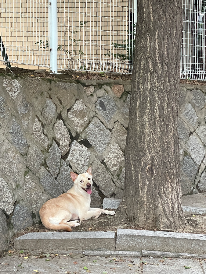 강아지 주인 찾아요 썸네일