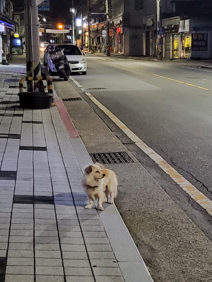 강아지 잃어버리신 분? 썸네일