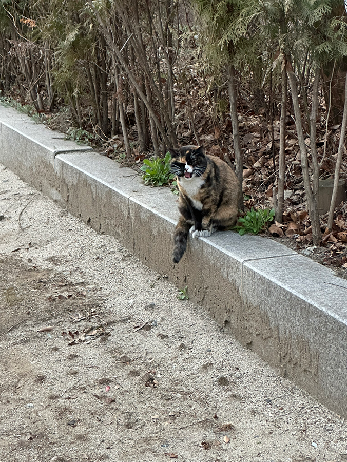 혹시 이 고양이 최근에 보신 분 계실까요?? 썸네일