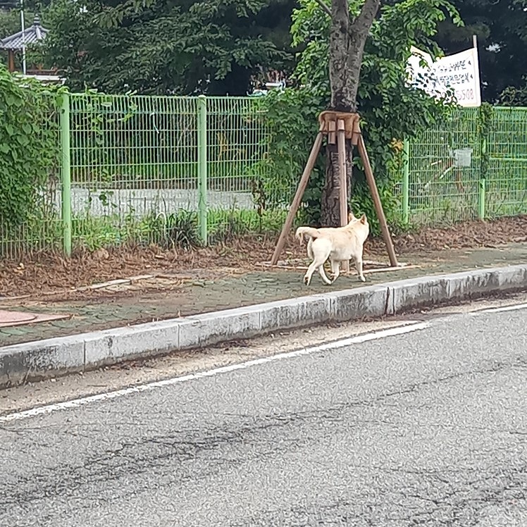 개잃어 버린분 찾아가세요 썸네일