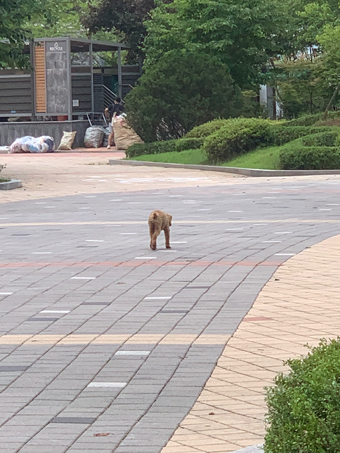 갈색 푸들 실종 썸네일