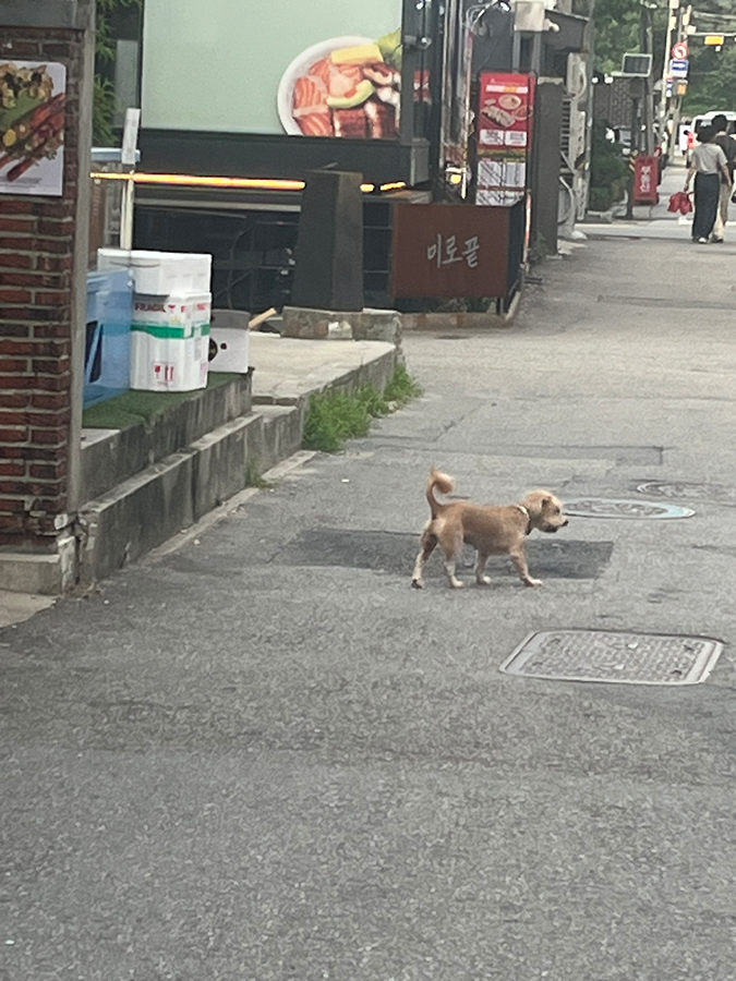 노란색 강아지 잃어버리신분 썸네일