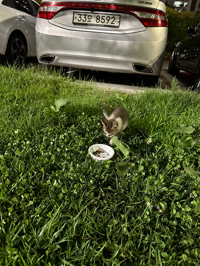 한강 애기 고양이 썸네일