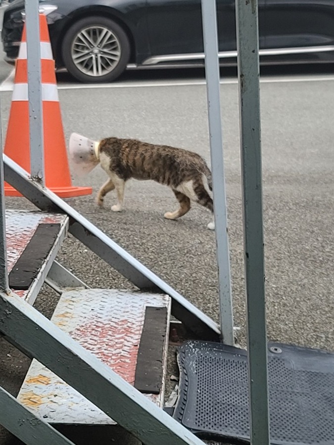 고양이 잃어버리신분???? 썸네일