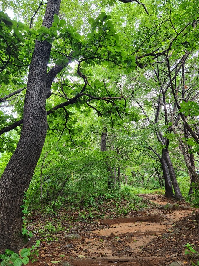 안개속의 찬 바람 썸네일