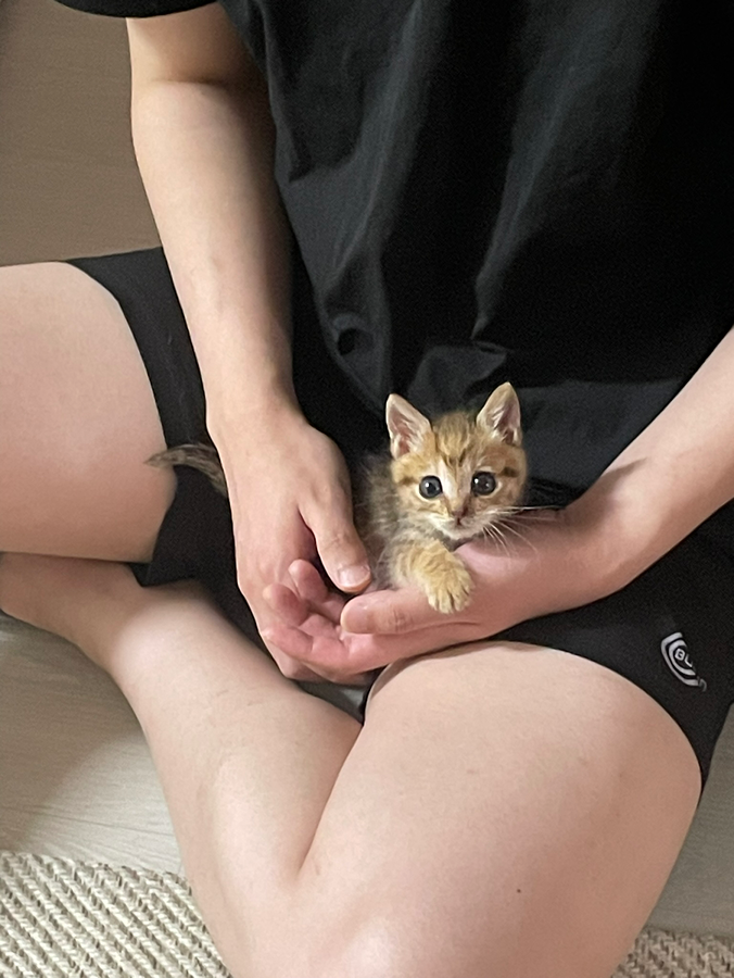 암컷 고양이 중성화+접종 정보 주실 분!!😭 썸네일