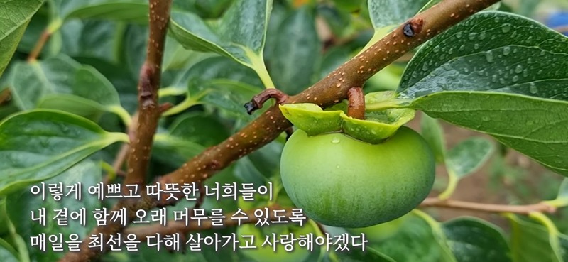 말띠(66)들의소야곡