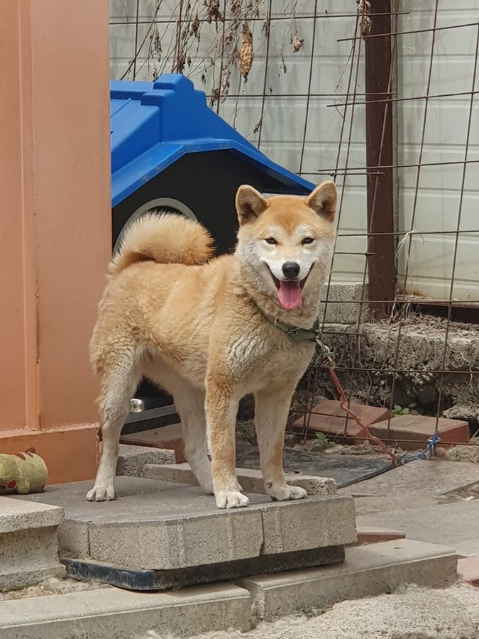 강아지릉 찾아요 썸네일