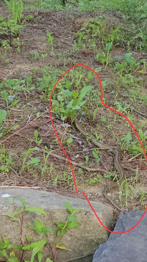 산책하는데 인도옆에 뱀이 있네요 썸네일