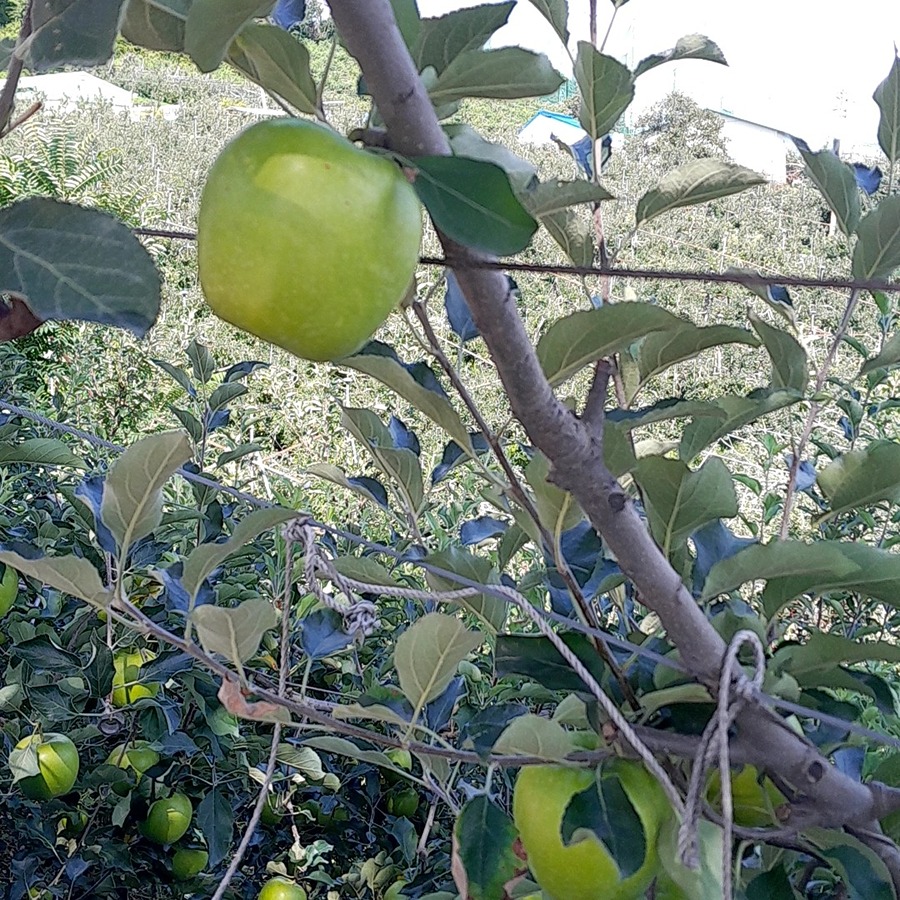 사과가 주렁주렁 🍏 썸네일