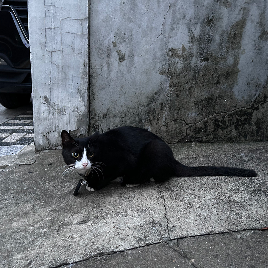 고양이 주인찾아요 썸네일