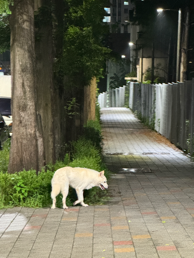 안양씨엘포레자이 아파트 앞 흰색 강아지 잃어버리신 분 있나요? 썸네일