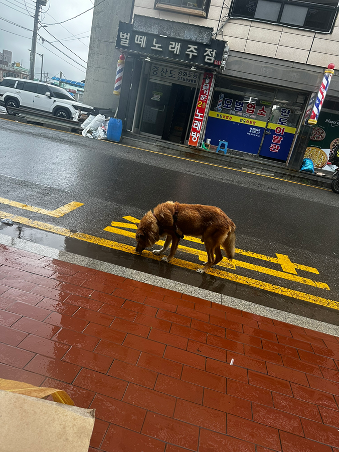 군청부근에서 강아지 잃어버리신분 썸네일