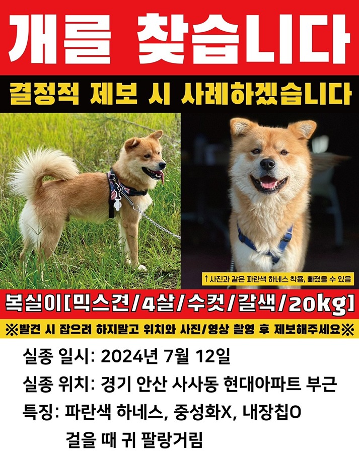 개를찾습니다 소중한제보 부탁드립니다 썸네일