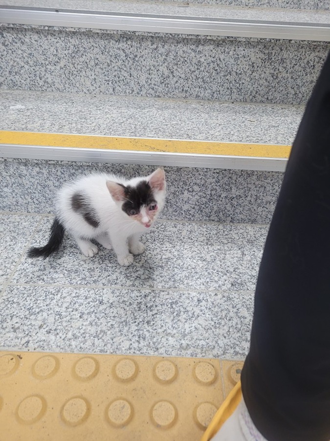 새끼고양이가 어미잃고 배회중이에요 썸네일