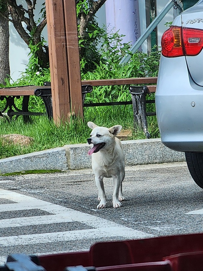 강아지 주인! 썸네일