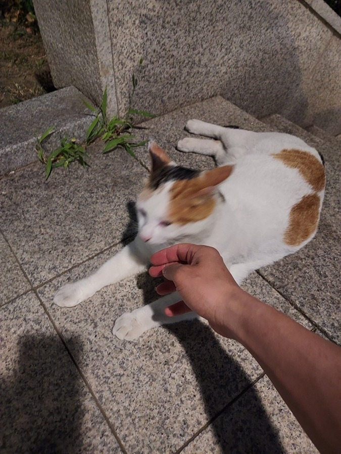 내곡동 청계산 냥이 실종 썸네일