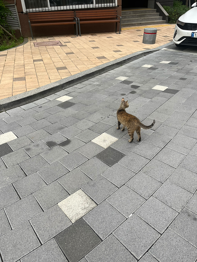 고양이 잃어버리신분? 썸네일