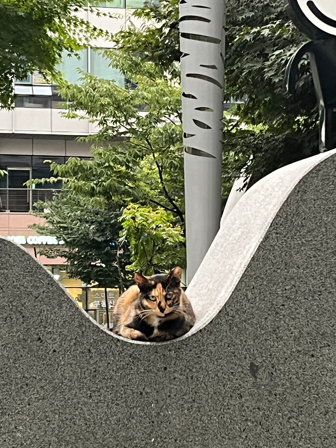 문정 엠스앞에 이고양이 항상 있어요 썸네일