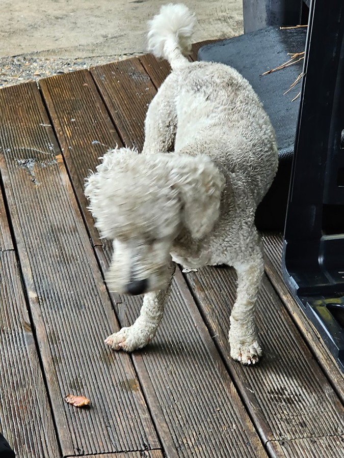 강아지 주인 있으신가요? 썸네일