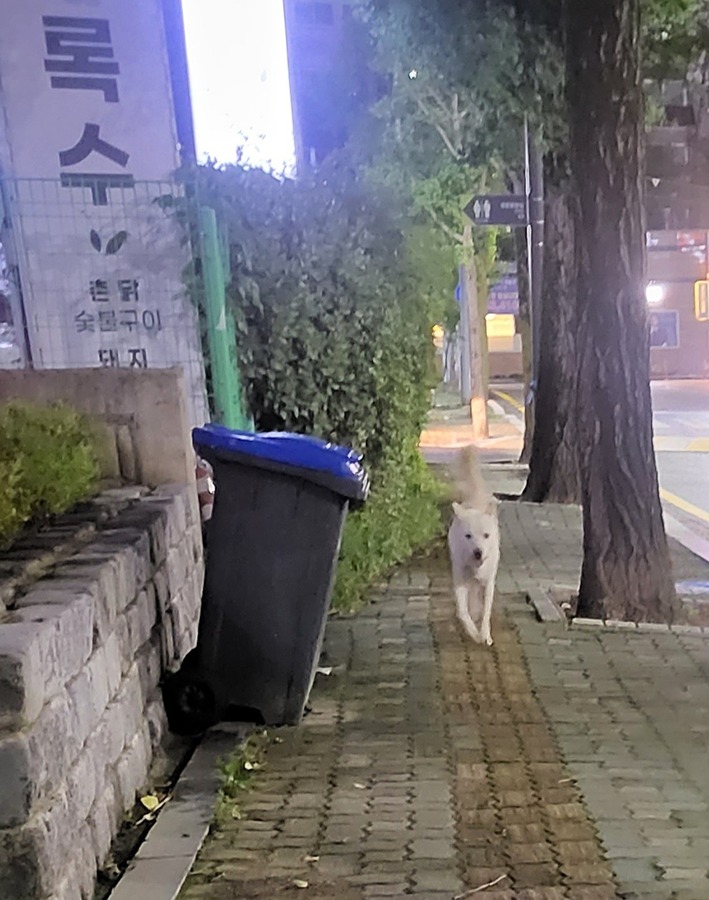 남구다목적체육관 쪽에 백구가 돌아다녀요 썸네일