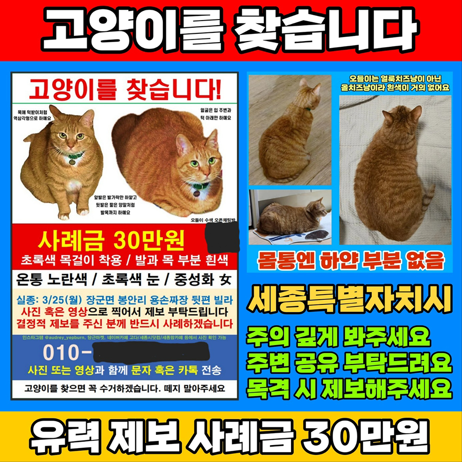 노랑고양이 오들이를 찾아요 썸네일