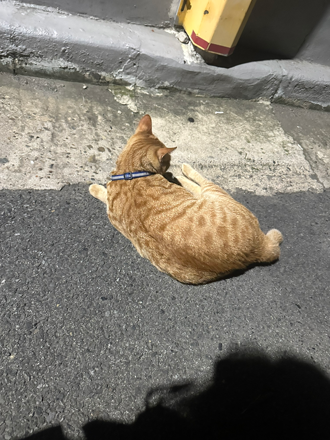 상인동 치즈 고양이  썸네일