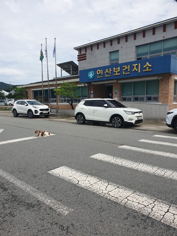 연산보건지소 앞에 강아지 썸네일