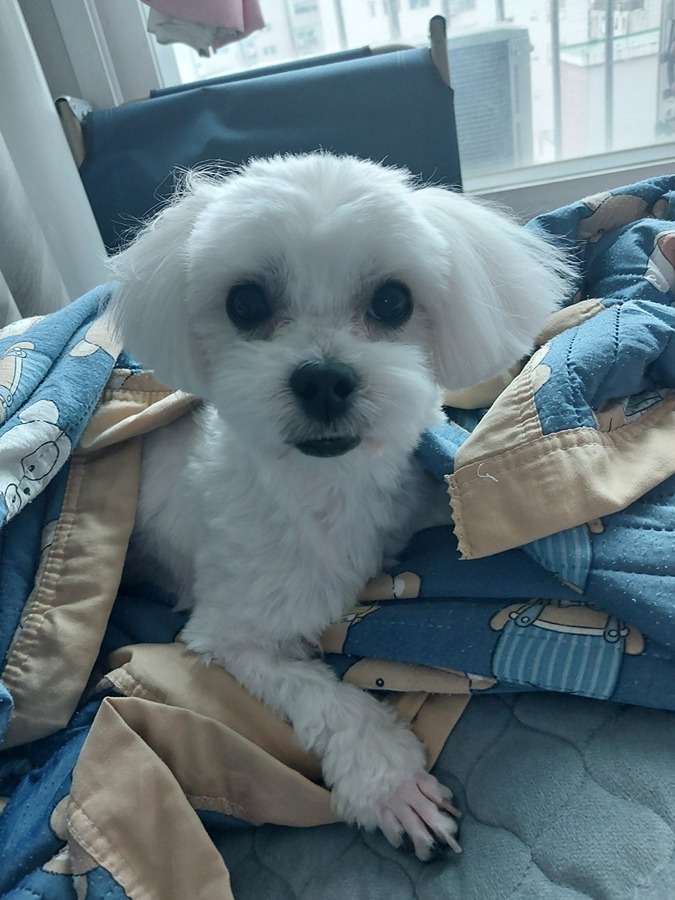안녕하세요 부평4동에서 강아지를 잃어버렸어요  썸네일