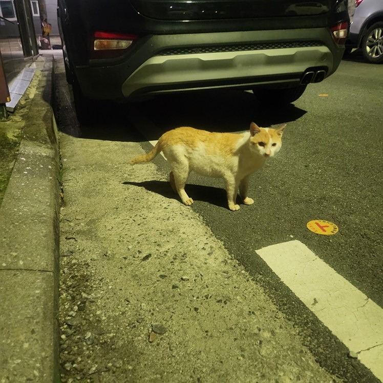 고양이 썸네일