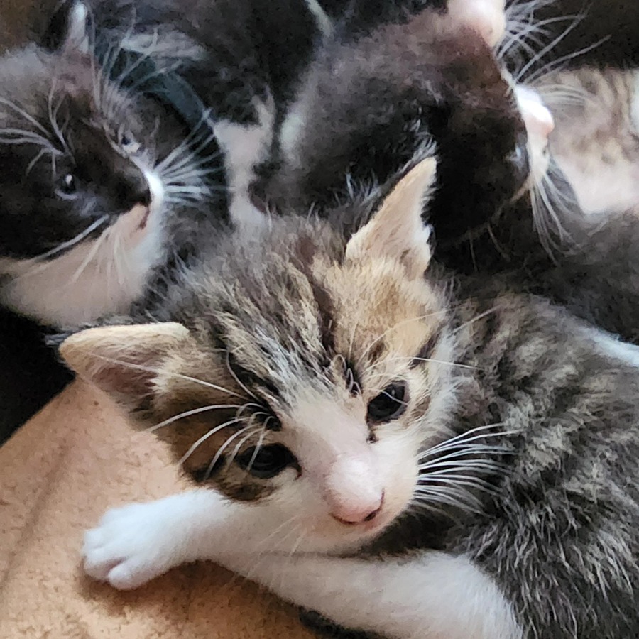아기고양이 가져��가신분 돌려주세요 ㅠ 썸네일
