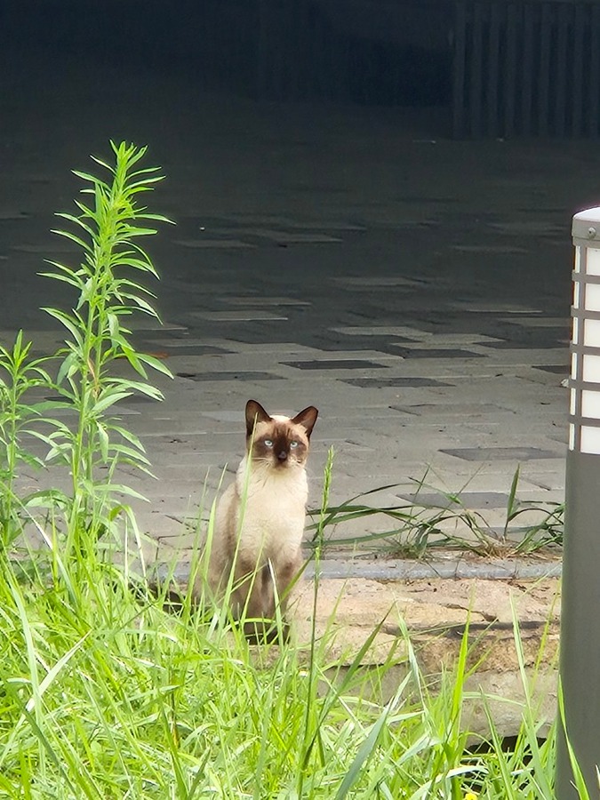 고양이  잃어버리신분 빨리 주인분 계시면 보세요 썸네일