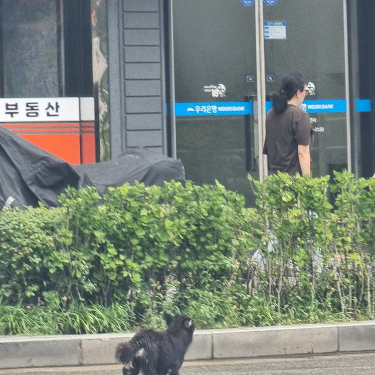 신도림중 부근에서 사라진 강아지 발견 시 연락주세요‼️ 썸네일