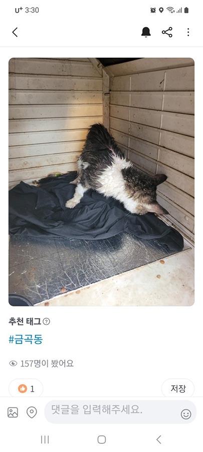 고양이잃어버리신분.. 썸네일