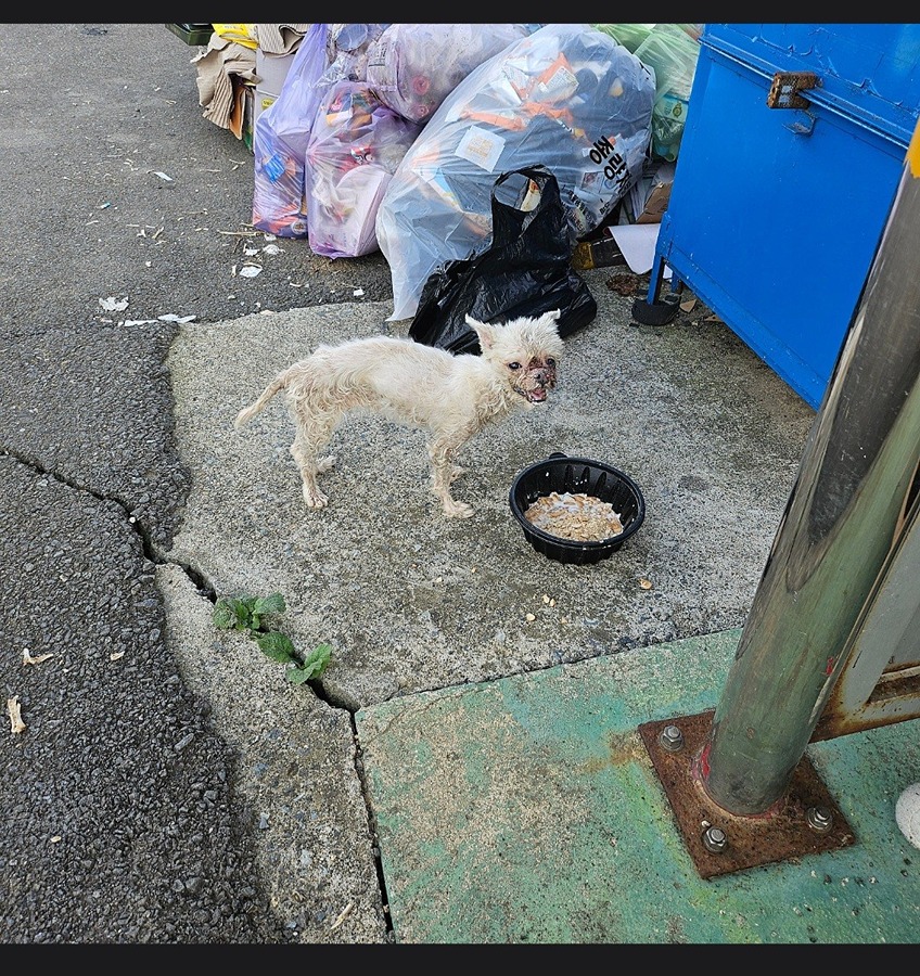 🆘️강아지 임시보호요청🆘️ 요청합니다. 썸네일