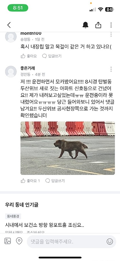 대형견 샤페이 찾아요 썸네일