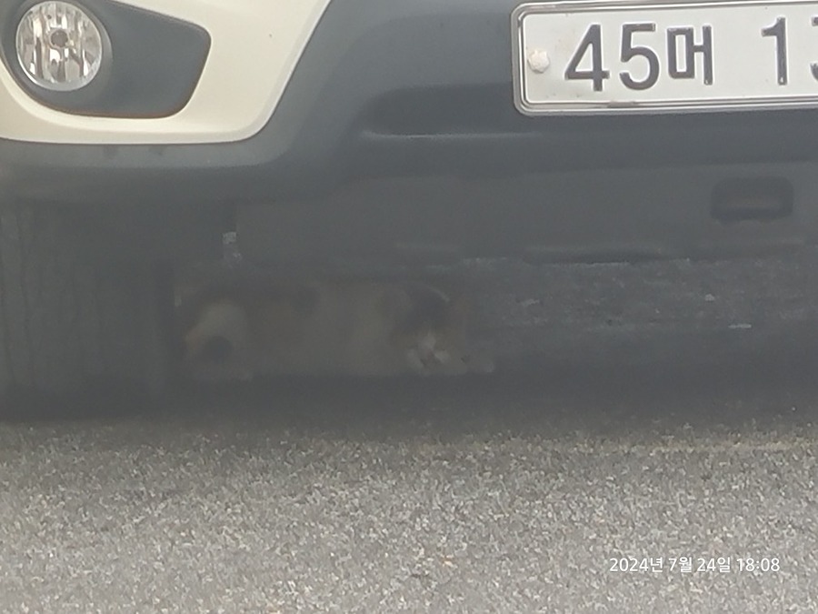 고양이 발견함 썸네일