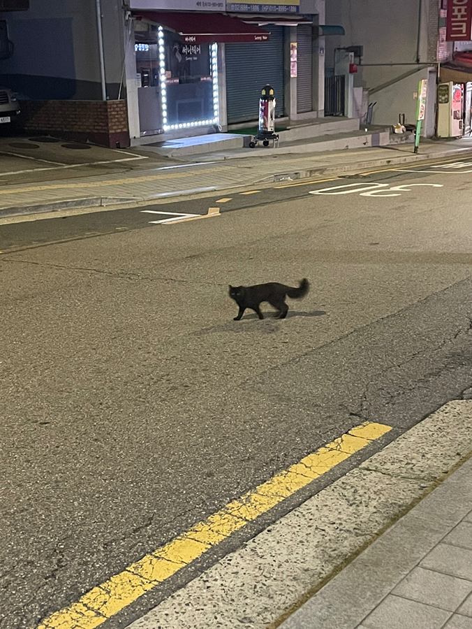 검정 고양이 썸네일