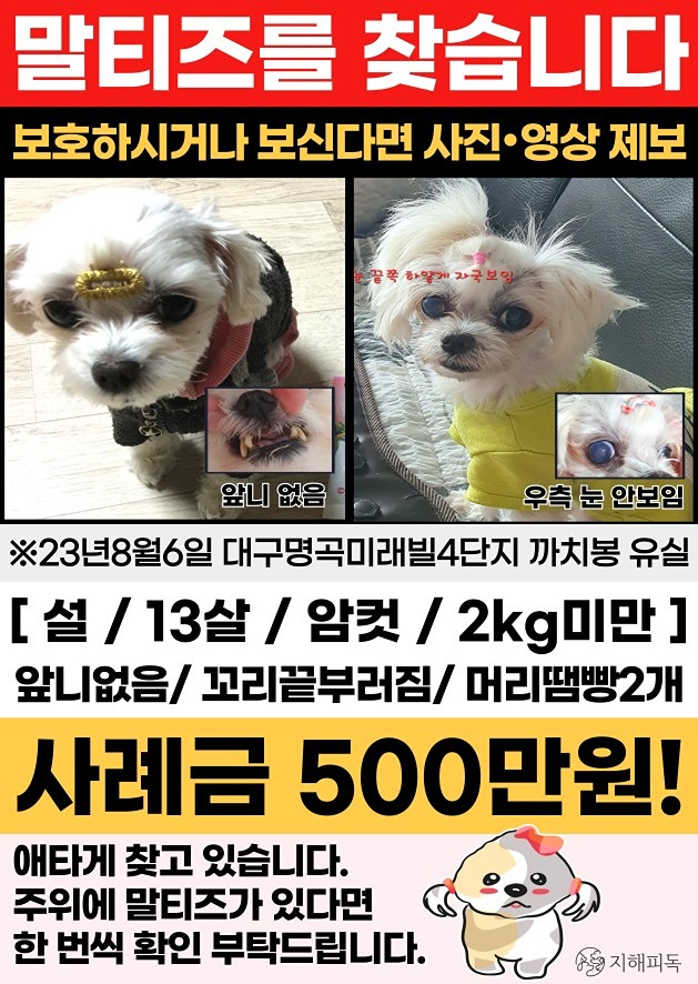 🆘️사례금 500 말티즈 강아지를 찾습니다🆘️ 썸네일