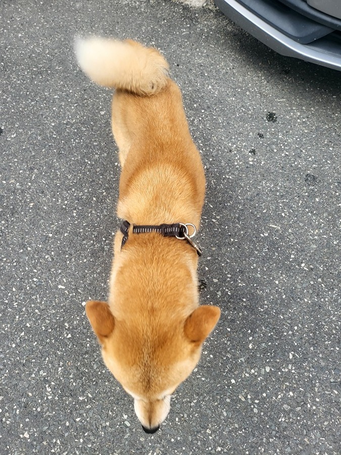 강아지 주인 찾아요 견종 시바견 썸네일