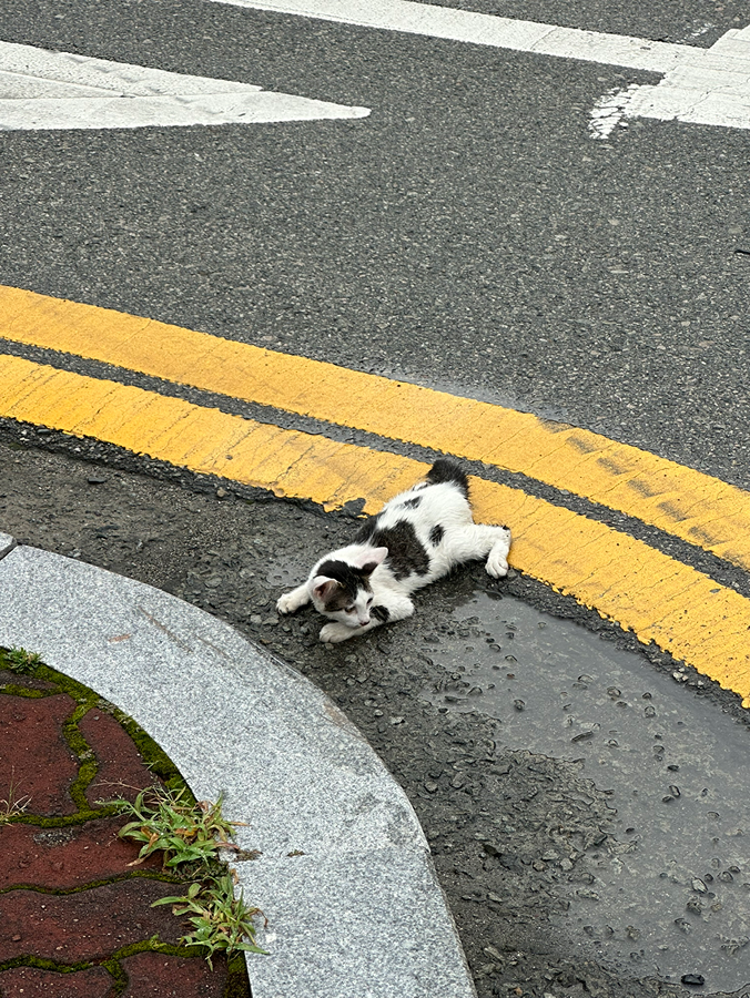 다리다친 고양이 썸네일